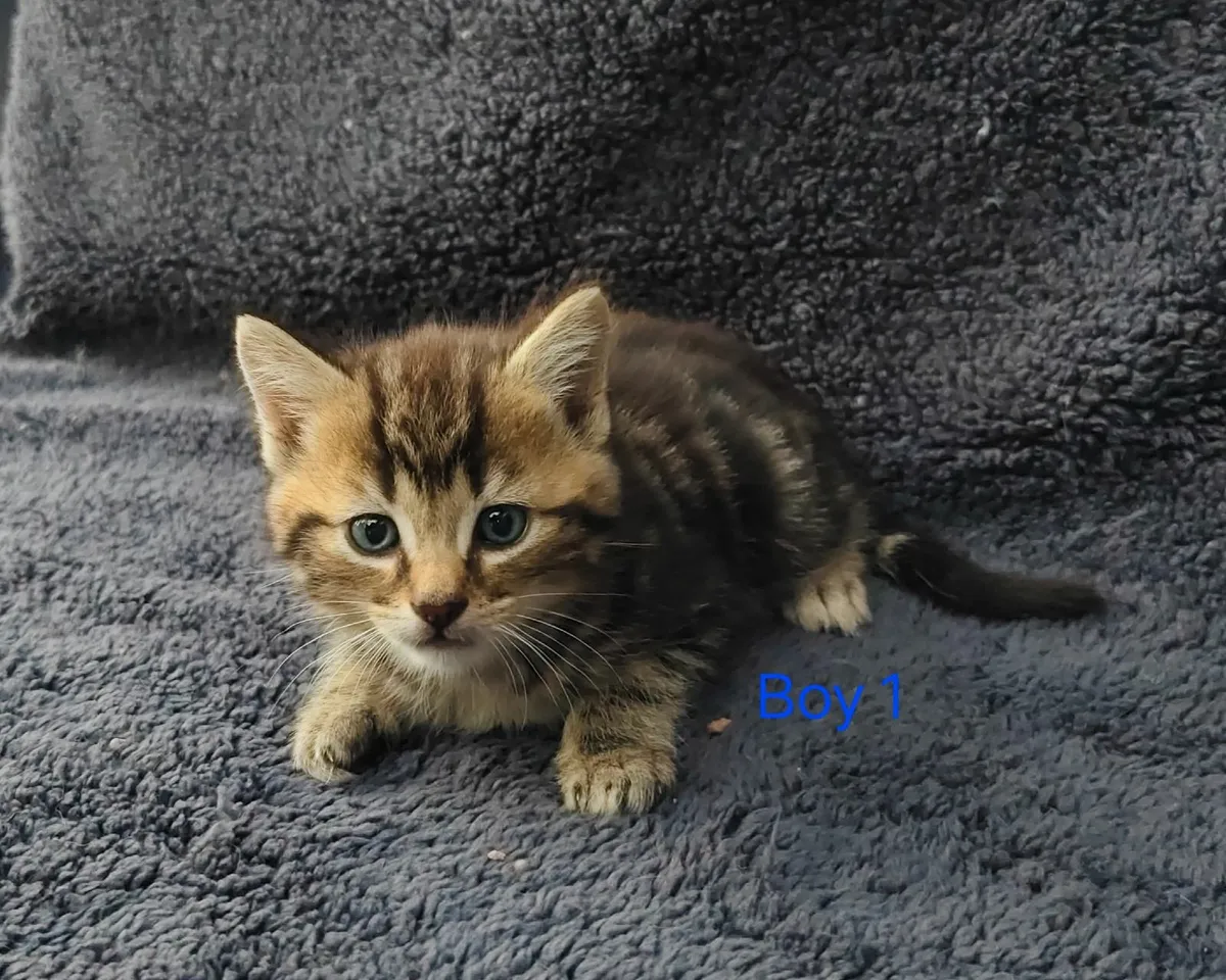 Beautiful 5 Star Kittens - Image 3