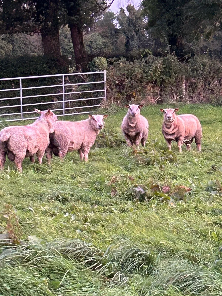 Sis Pedigree registered charollais ram lambs - Image 1