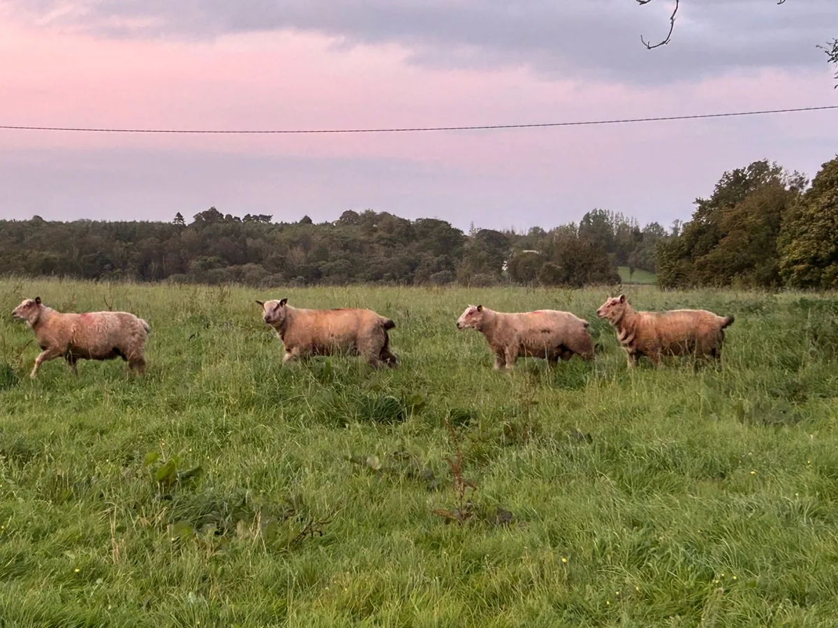 Sis Pedigree registered charollais ram lambs - Image 2