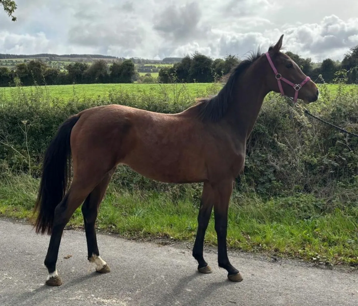Two 2 year old fillies - Image 1