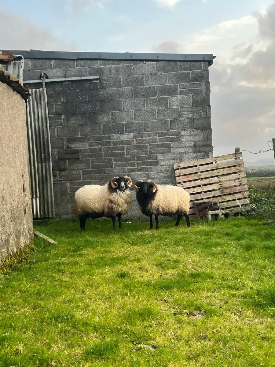 Sis blackfaced hog rams - Image 1