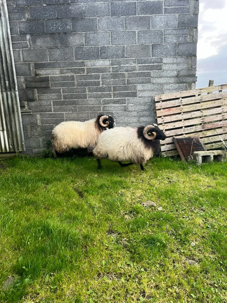 Sis blackfaced hog rams - Image 3