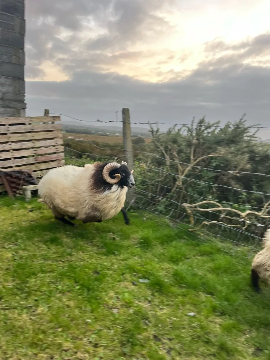 Sis blackfaced hog rams - Image 4