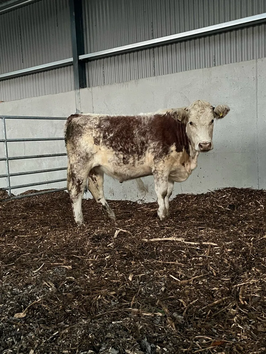 Organic bullocks and one heifer - Image 1