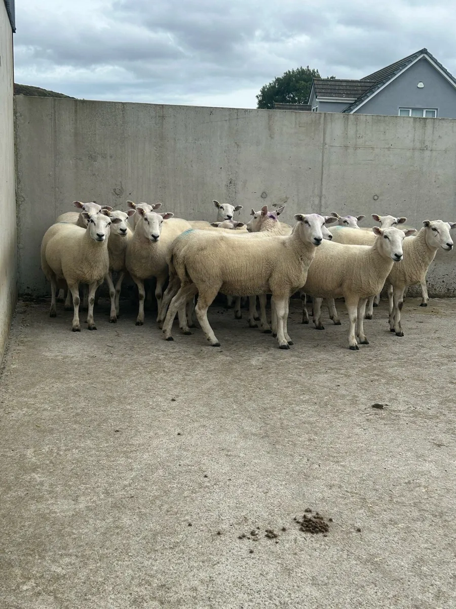16 purebred Leyn hoggets - Image 1