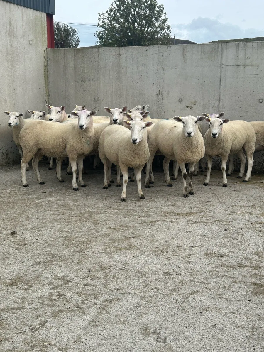 16 purebred Leyn hoggets - Image 2
