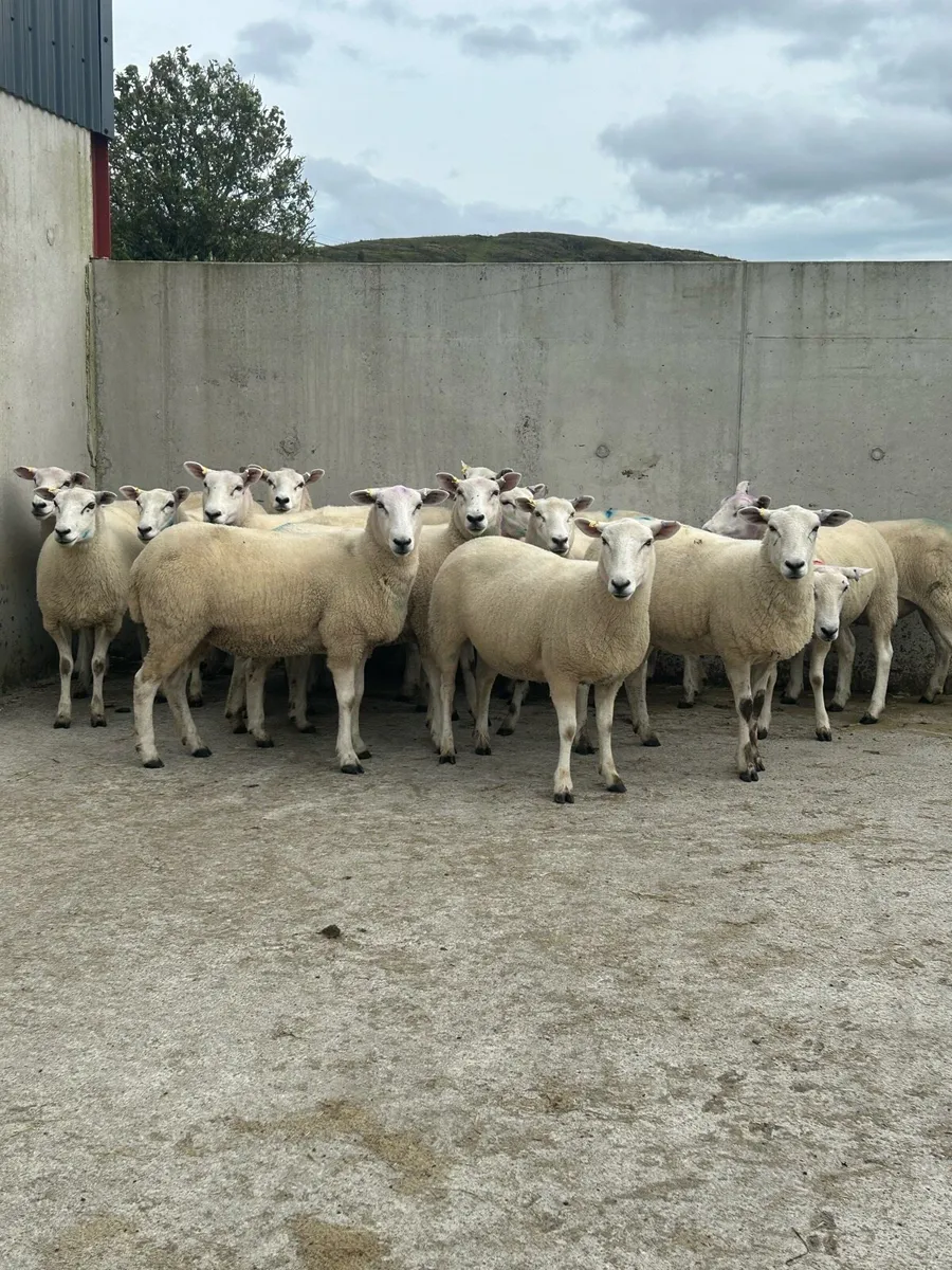 16 purebred Leyn hoggets - Image 3
