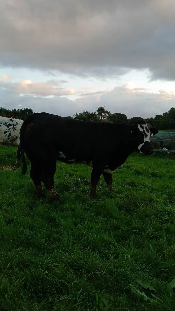 Breeding heifers - Image 2
