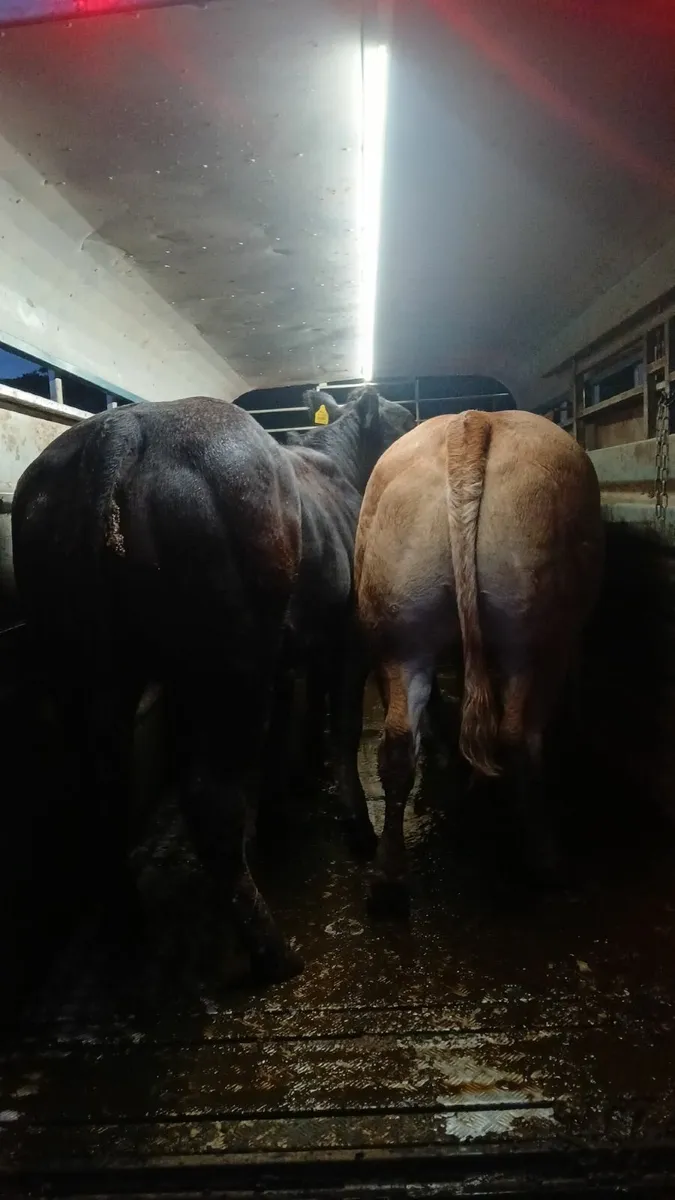 Breeding heifers - Image 3