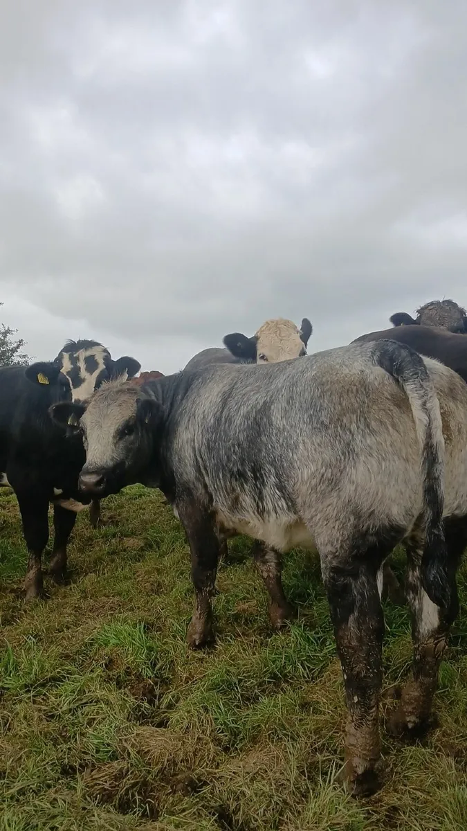 Breeding heifers - Image 4