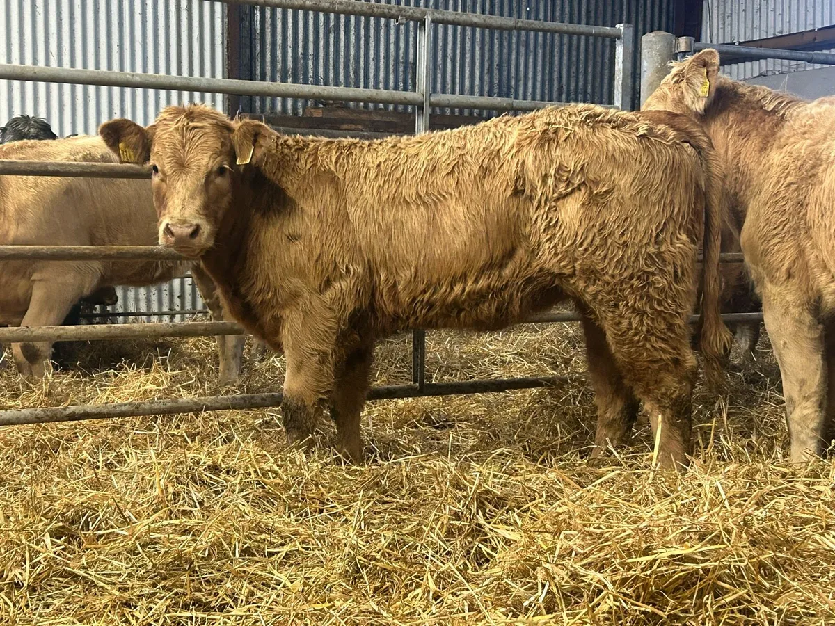 8 smashing golden charlois heifer weanlings - Image 1