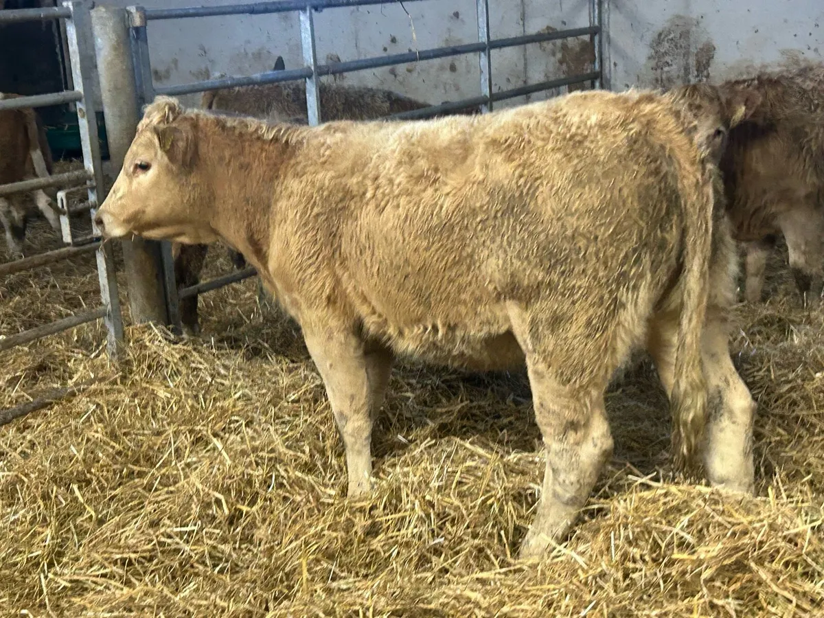 8 smashing golden charlois heifer weanlings - Image 2