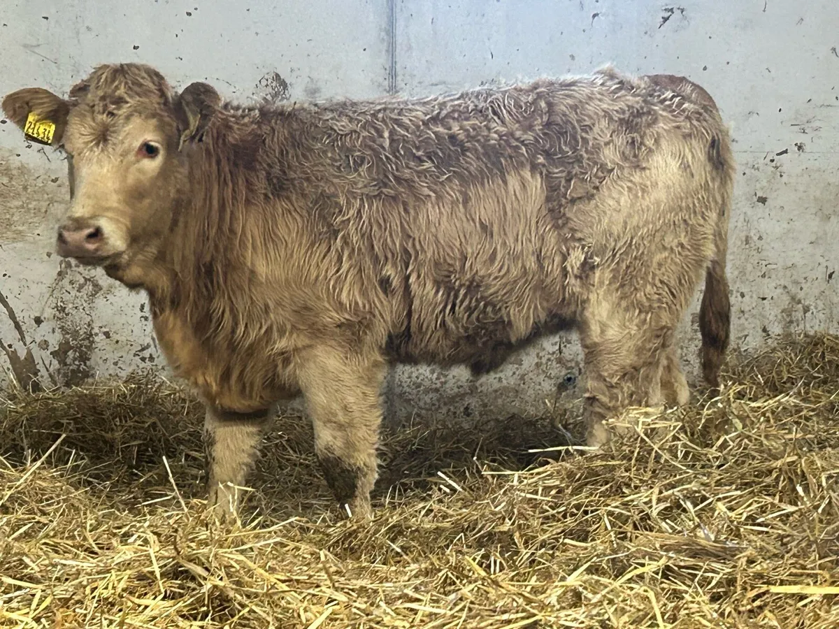 8 smashing golden charlois heifer weanlings - Image 4