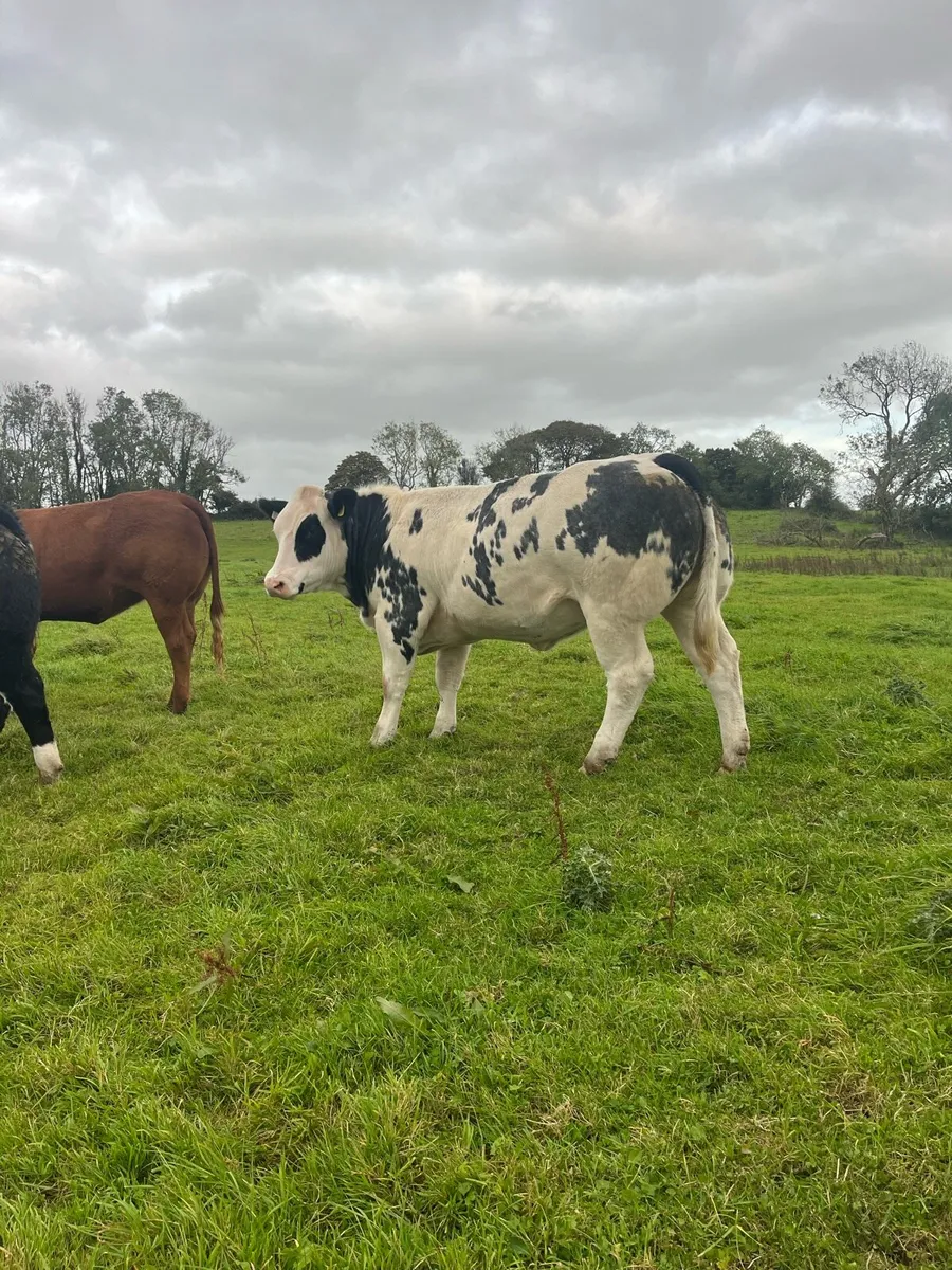 Breeding Heifers going to Balla Friday - Image 1