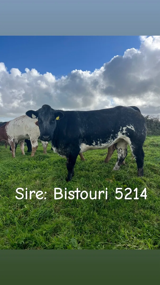 Breeding Heifers going to Balla Friday - Image 2