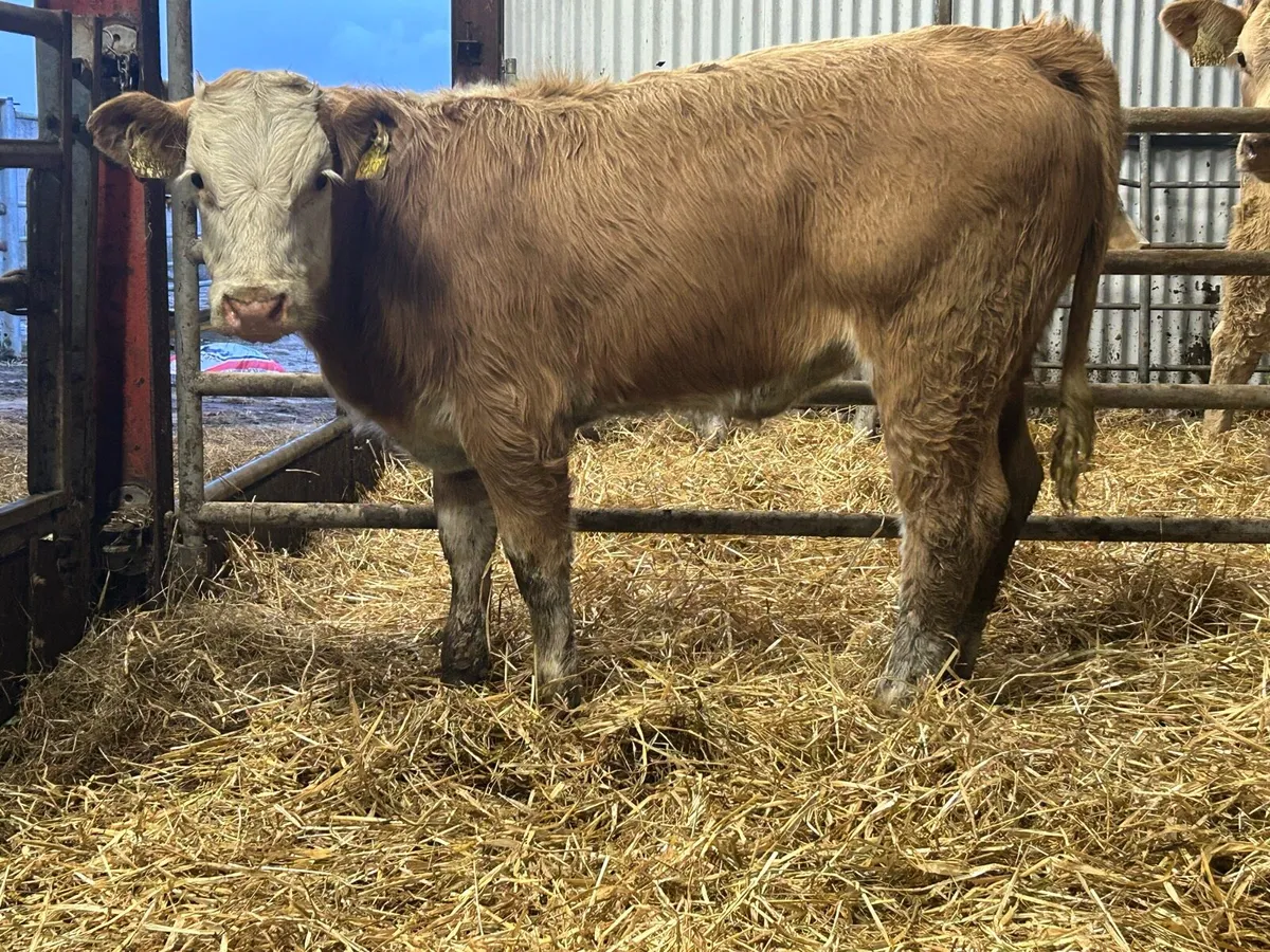 3 smashing golden charlois heifers - Image 2