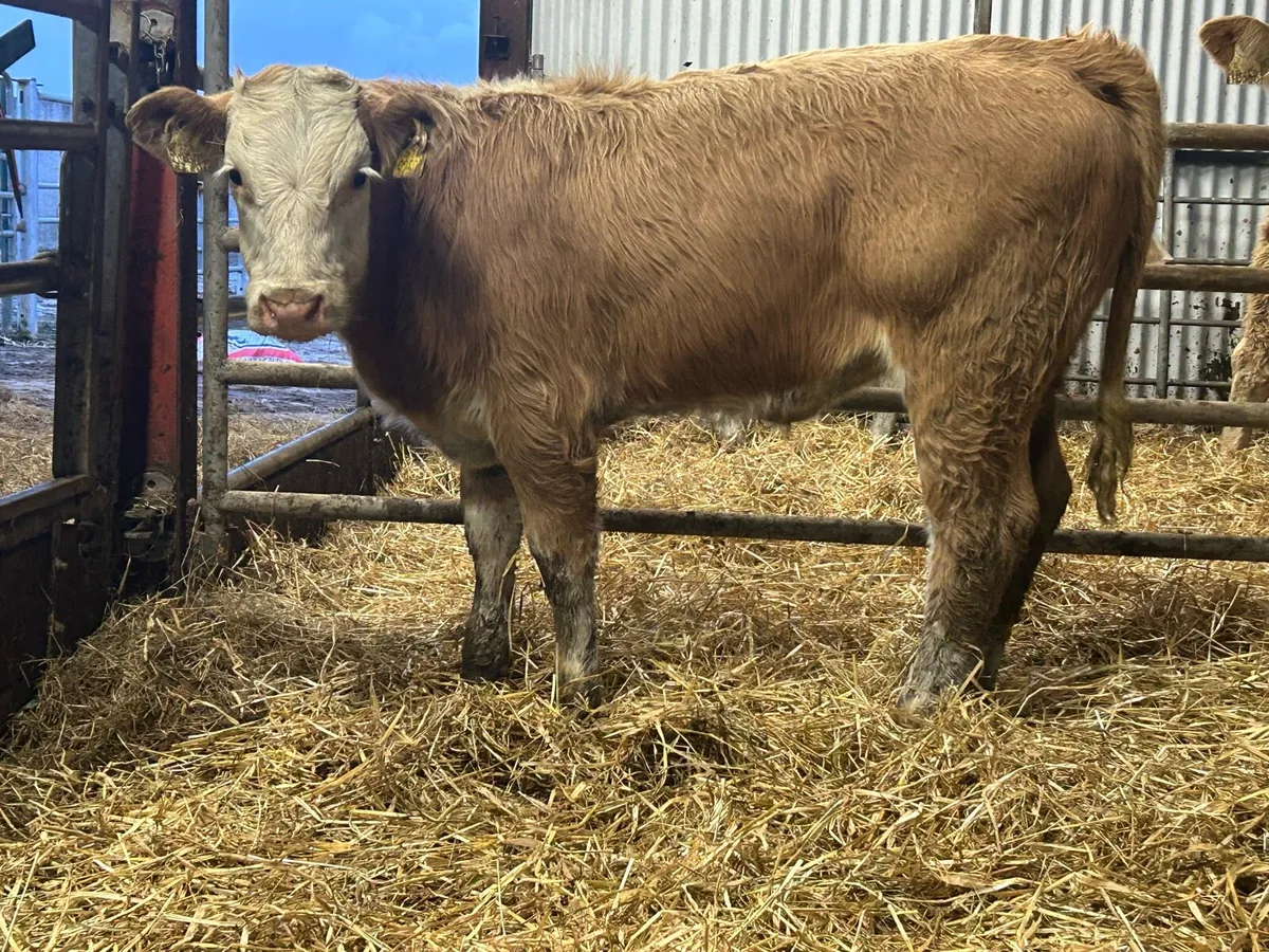 3 smashing golden charlois heifers - Image 3