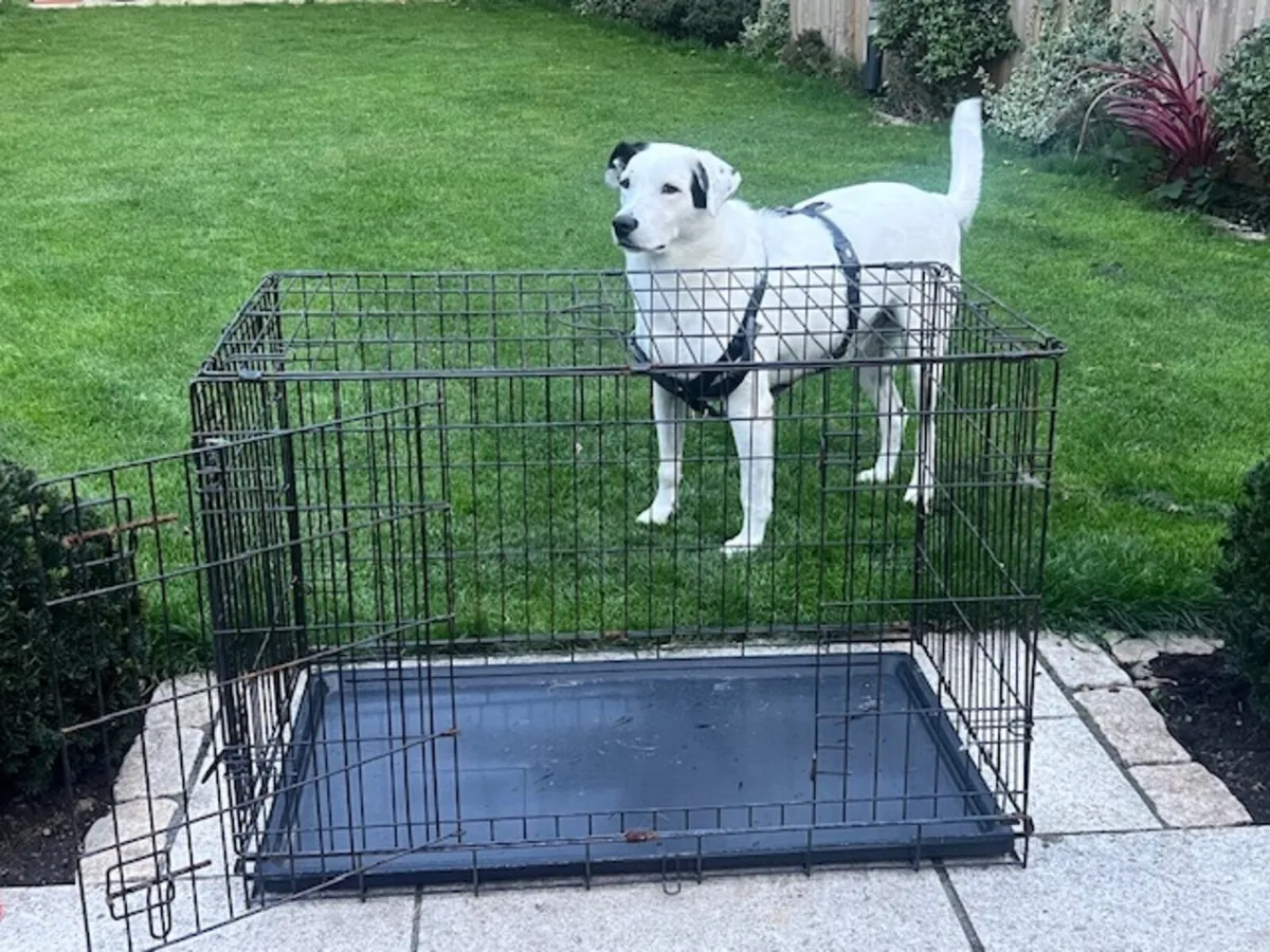 Dog cage for large dog- foldable - Image 1