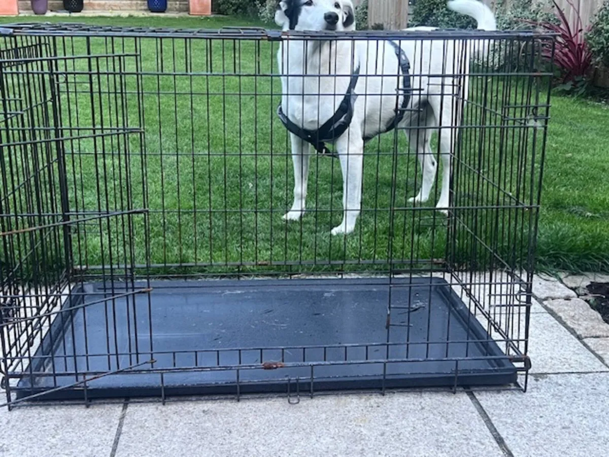 Dog cage for large dog- foldable - Image 2