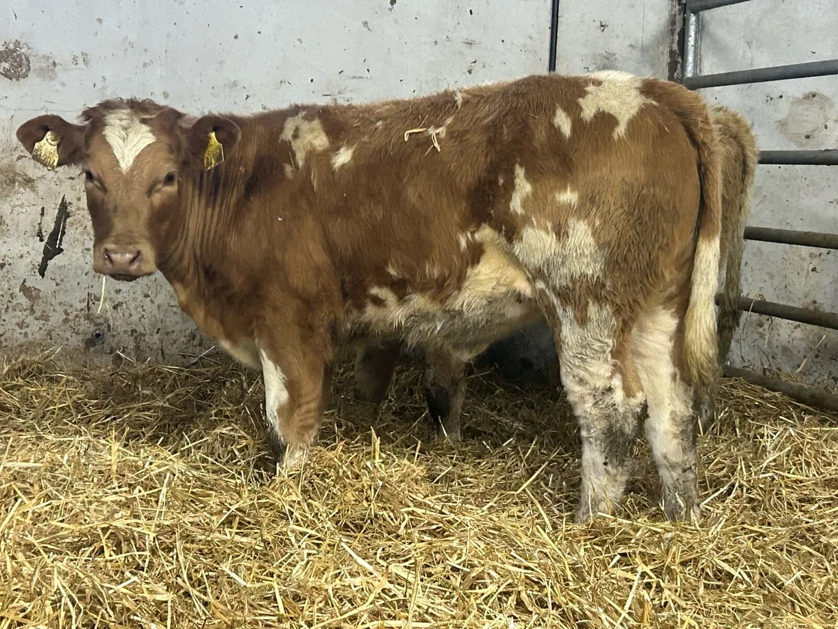3 smashing golden charlois heifers - Image 1