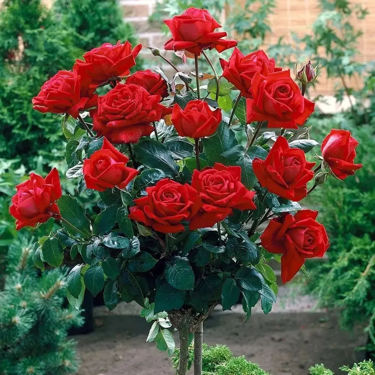 Potted tree roses - Image 1