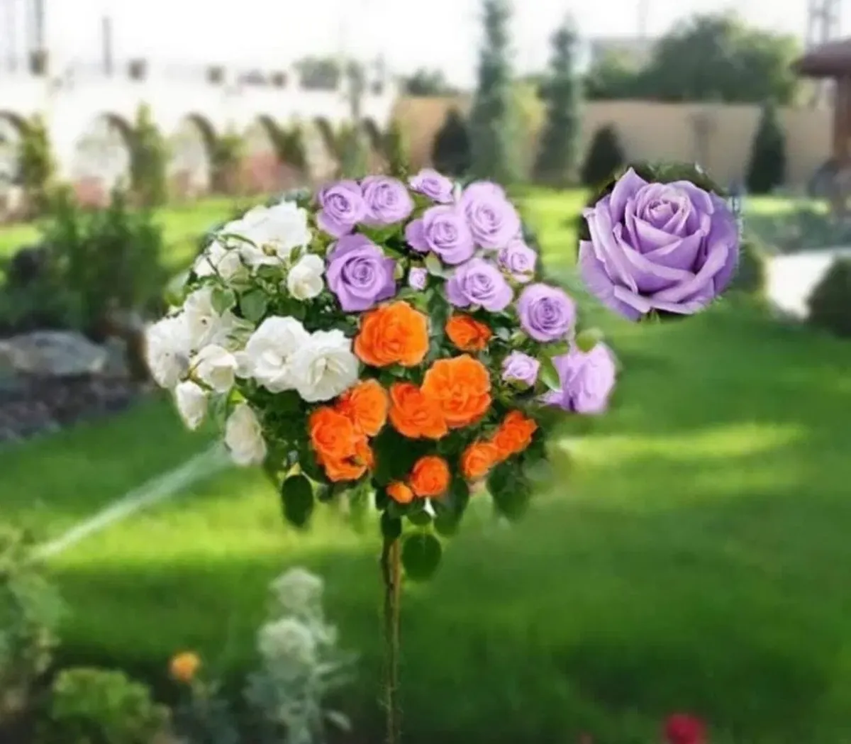 Potted tree roses - Image 3