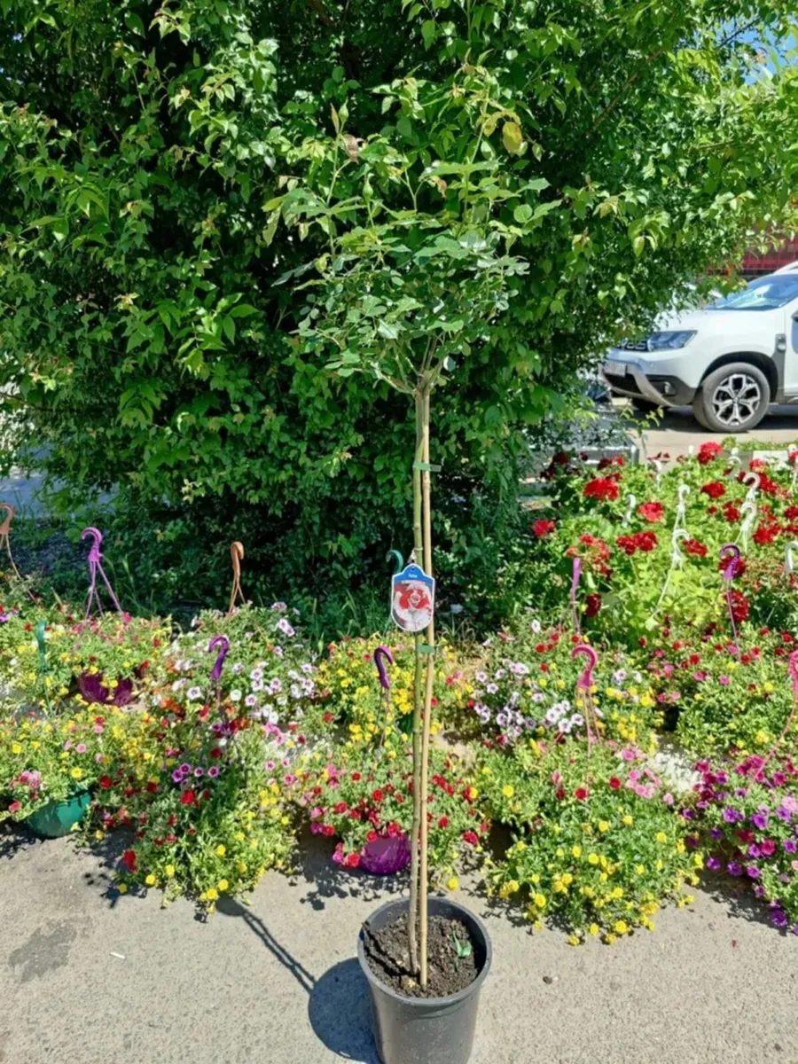 Potted tree roses - Image 4