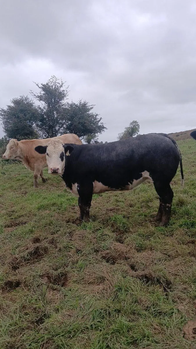Breeding heifers - Image 1