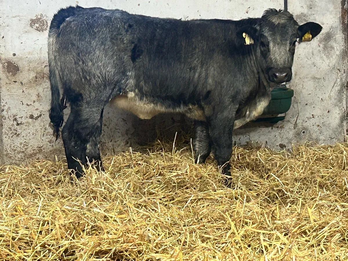 5 star genotyped breeding heifer - Image 1