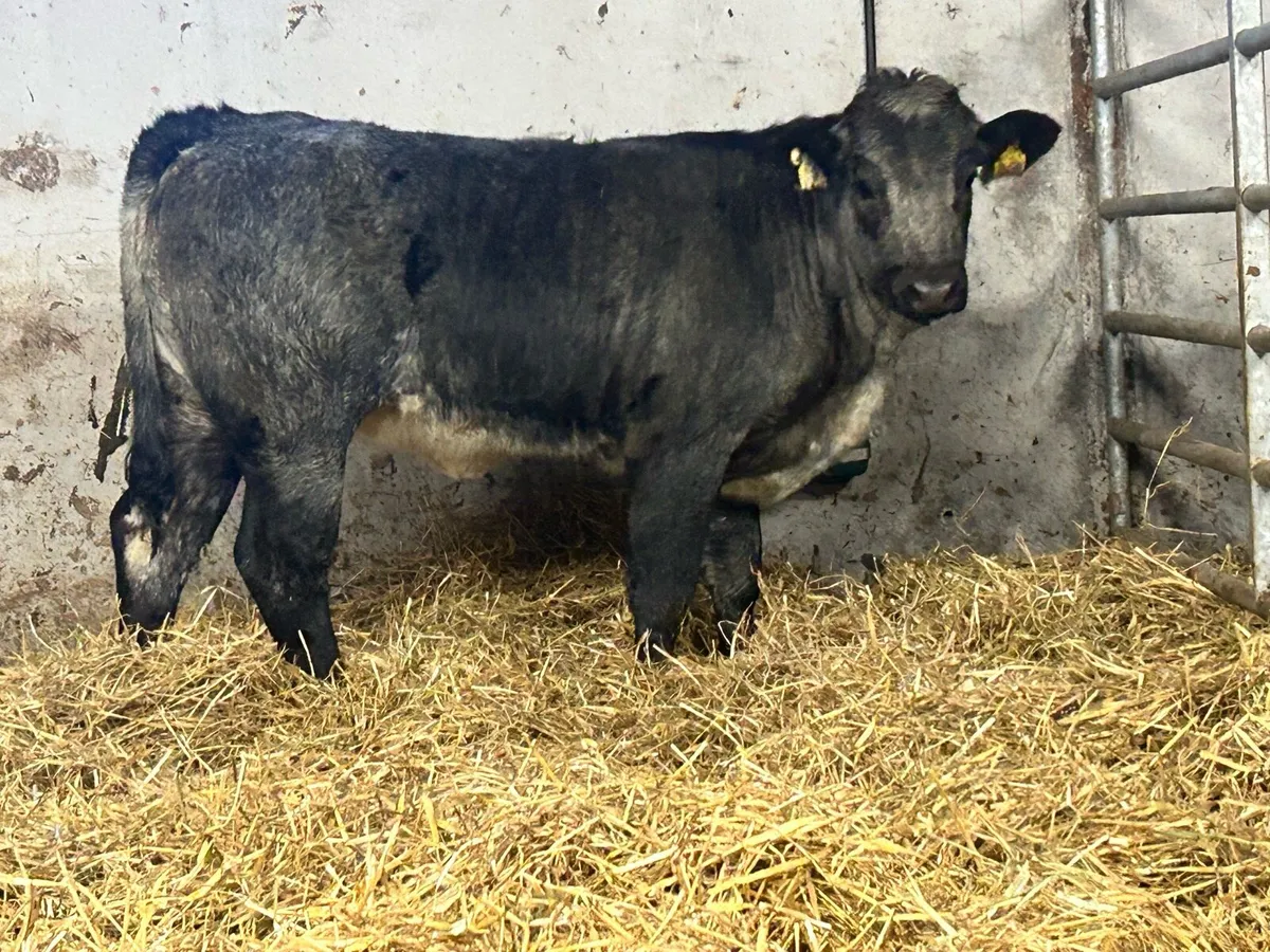 5 star genotyped breeding heifer - Image 2