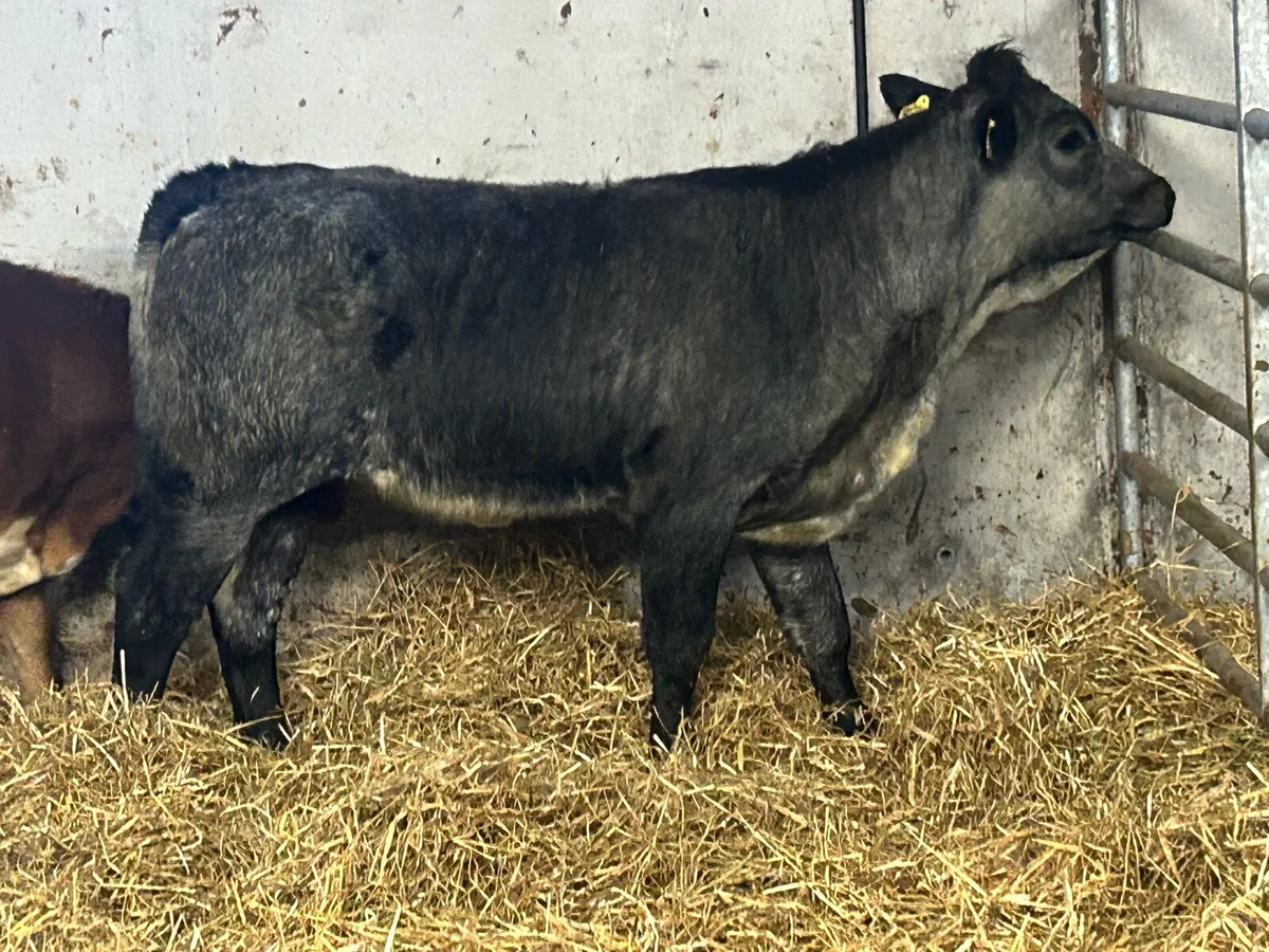 5 star genotyped breeding heifer - Image 4
