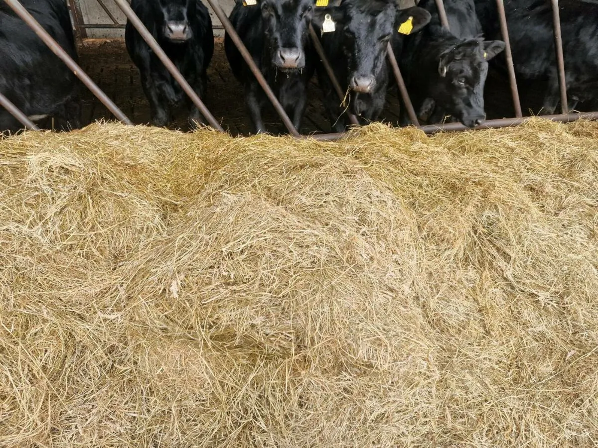 Round Bales - Image 1