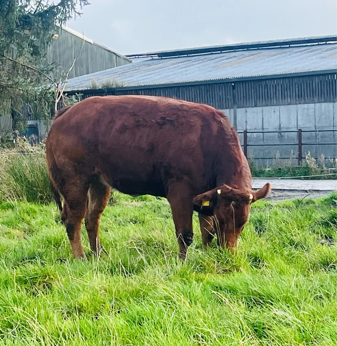 Hybrid heifer for Balla Friday evening - Image 2