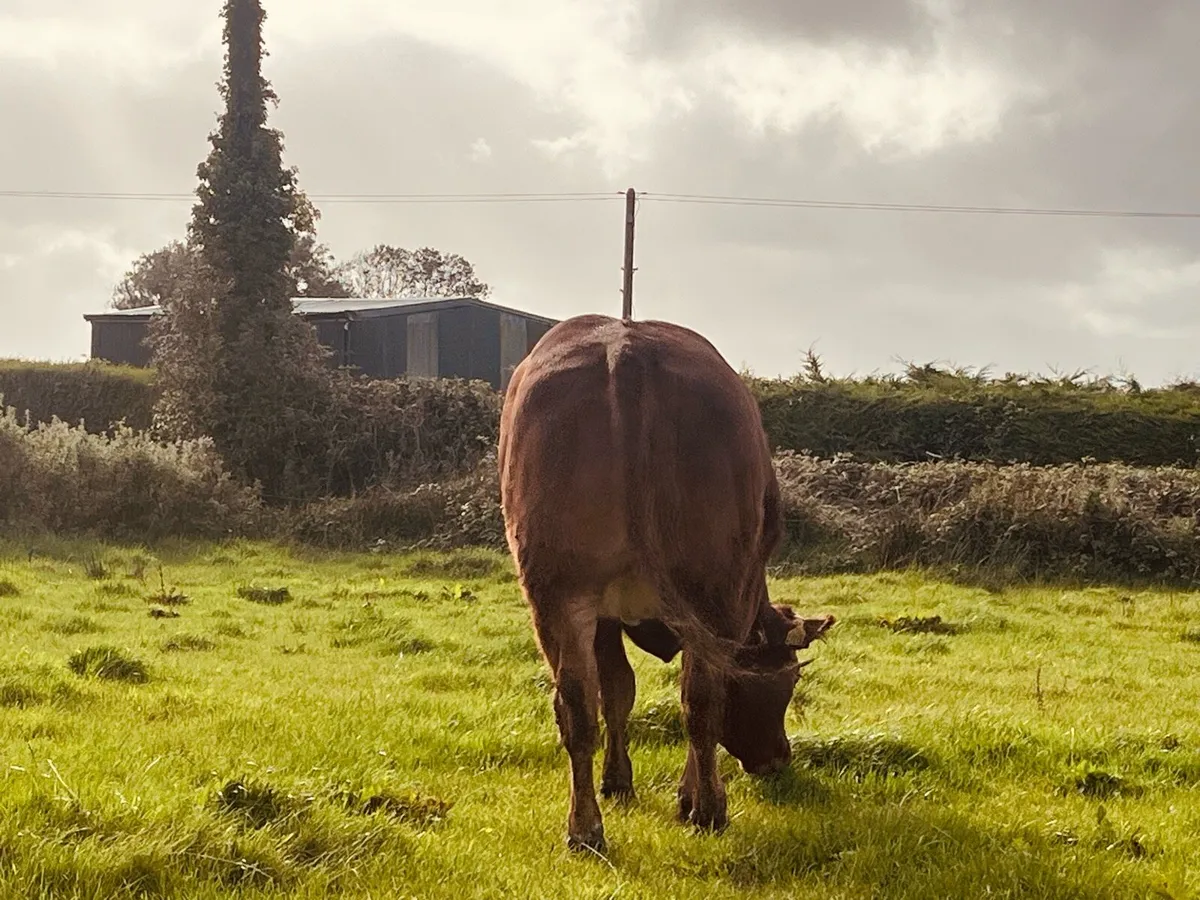 Hybrid heifer for Balla Friday evening - Image 3
