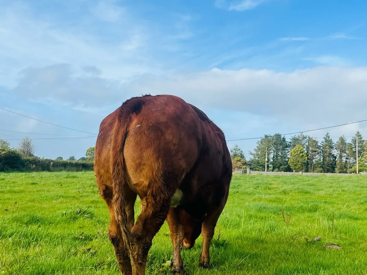 Hybrid heifer for Balla Friday evening - Image 4