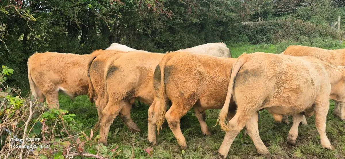 Bullocks - Image 2