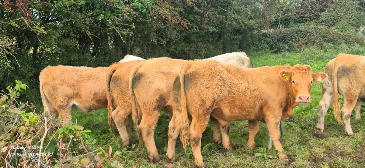 Bullocks - Image 3