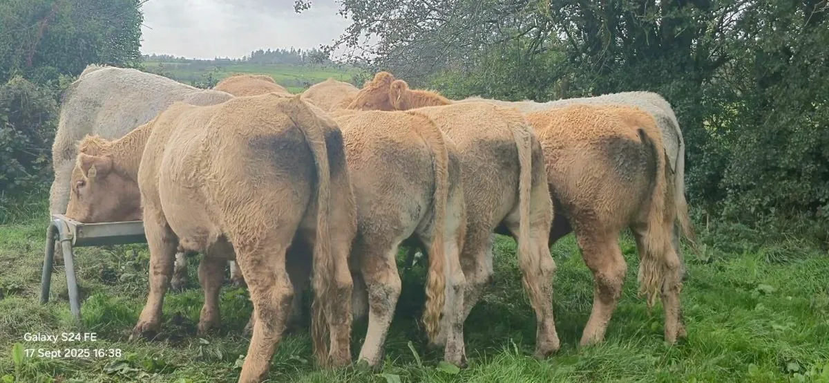 Bullocks - Image 4