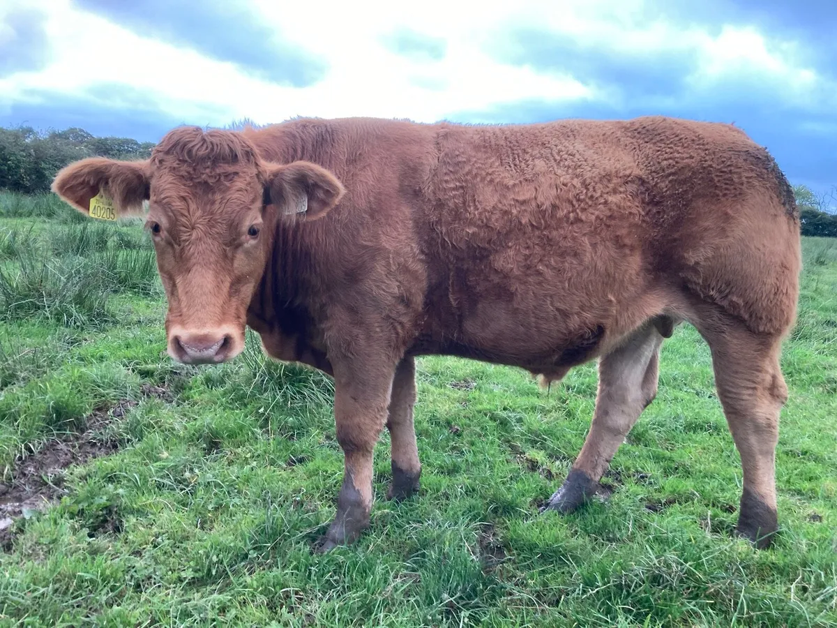 Bullock fully certified organic - Image 1