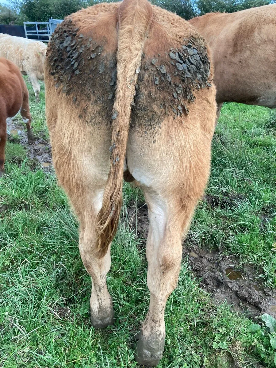 Bullock fully certified organic - Image 2