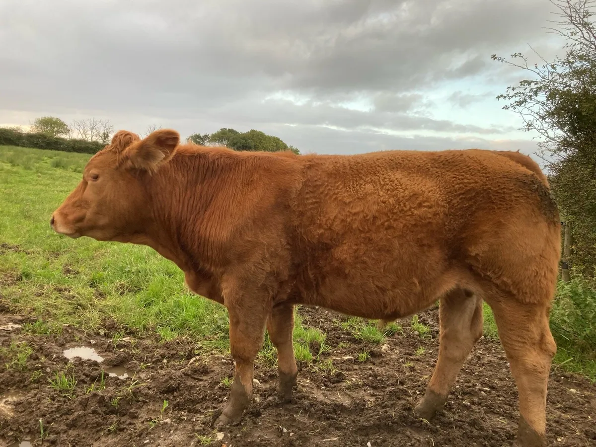 Bullock fully certified organic - Image 3
