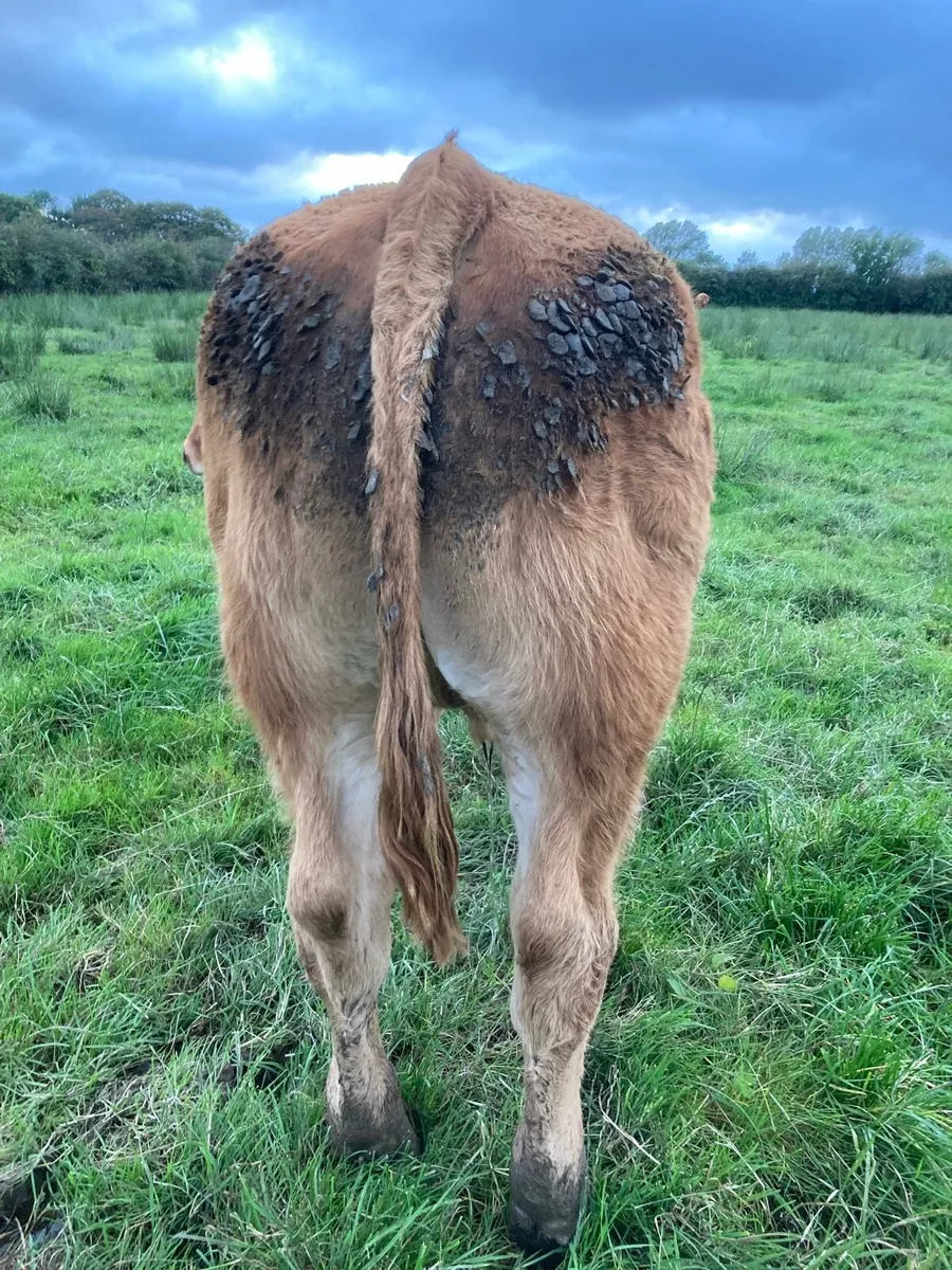Bullock fully certified organic - Image 4