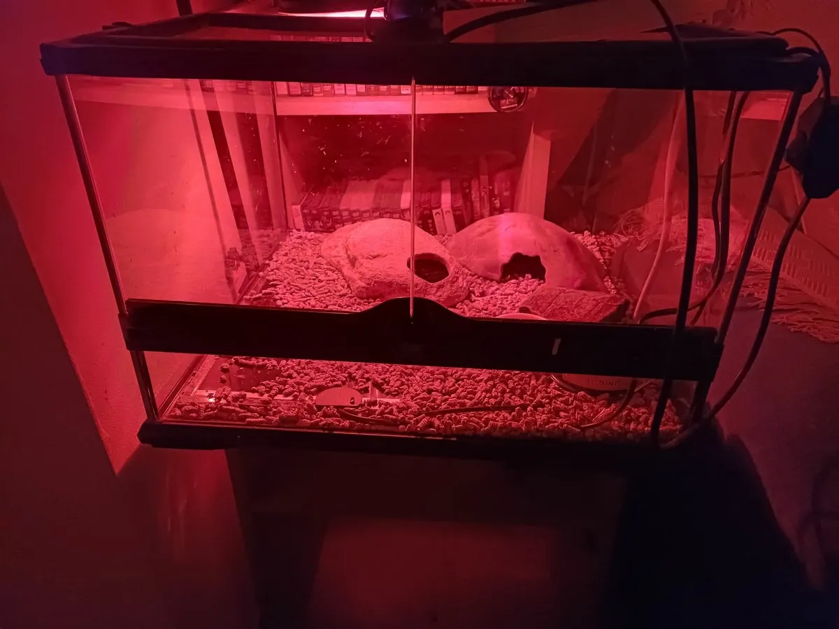 reptile tank +  gecko - Image 1