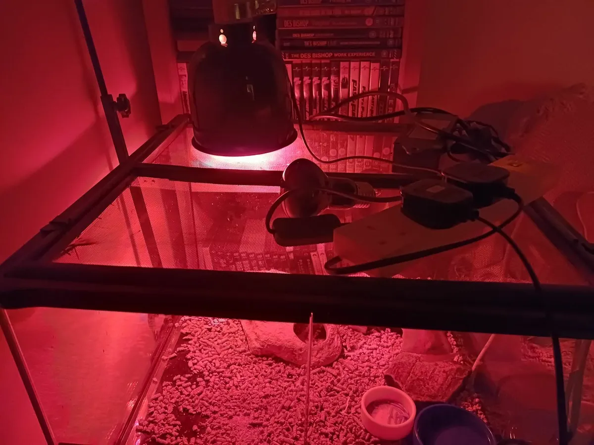reptile tank +  gecko - Image 2