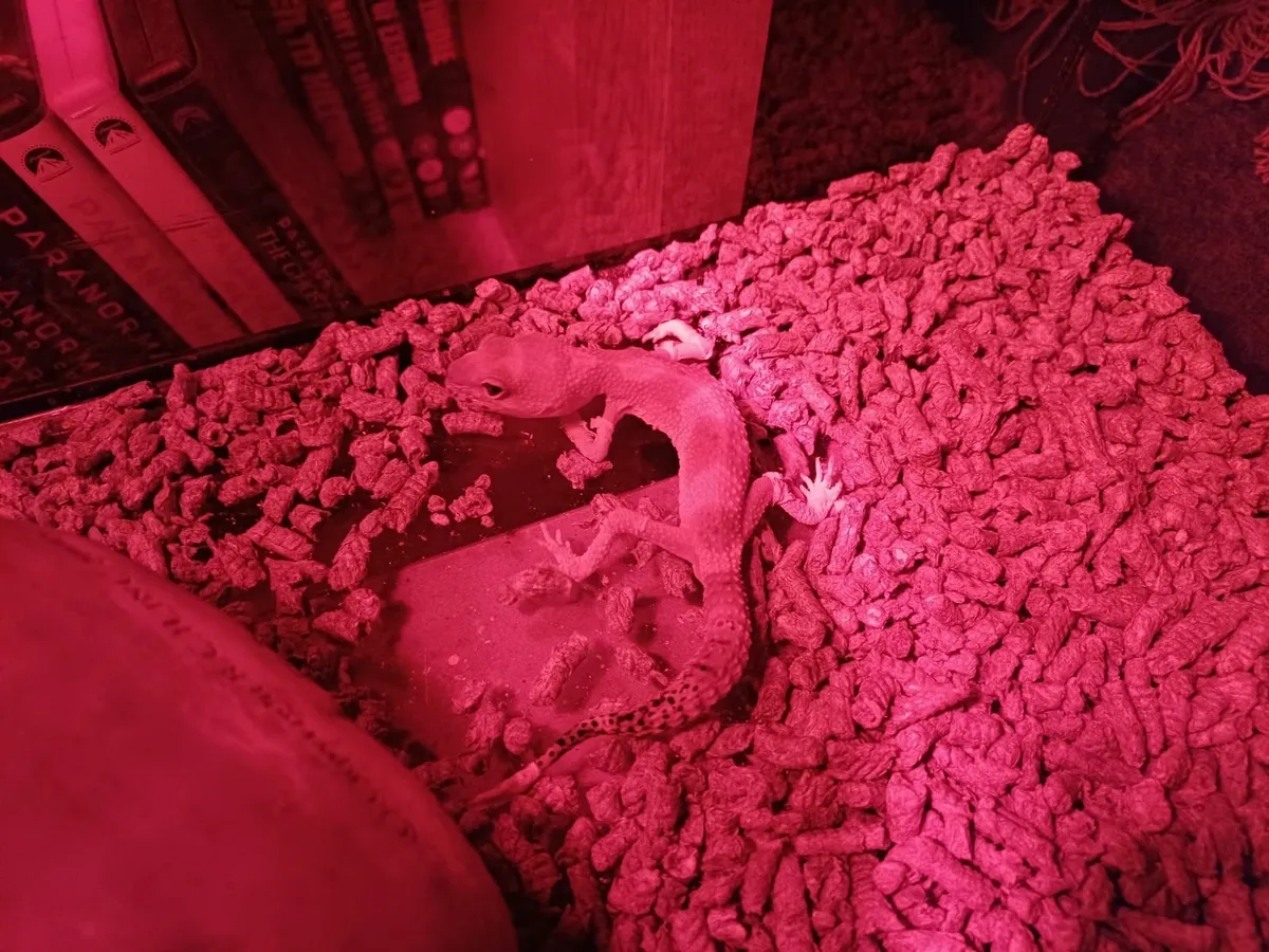 reptile tank +  gecko - Image 3