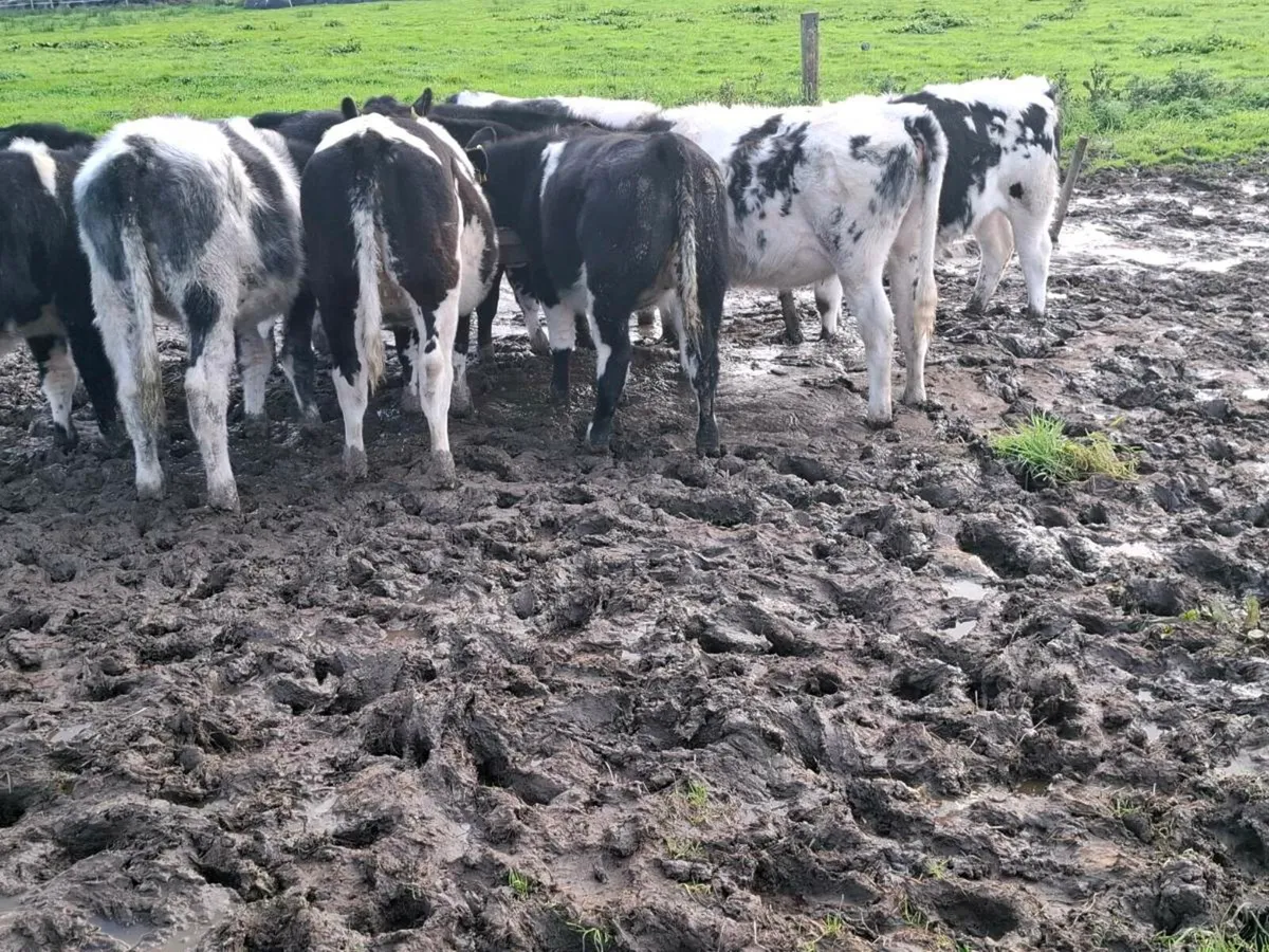 10 AI Bred Blue Heifer Weanlings - Image 1