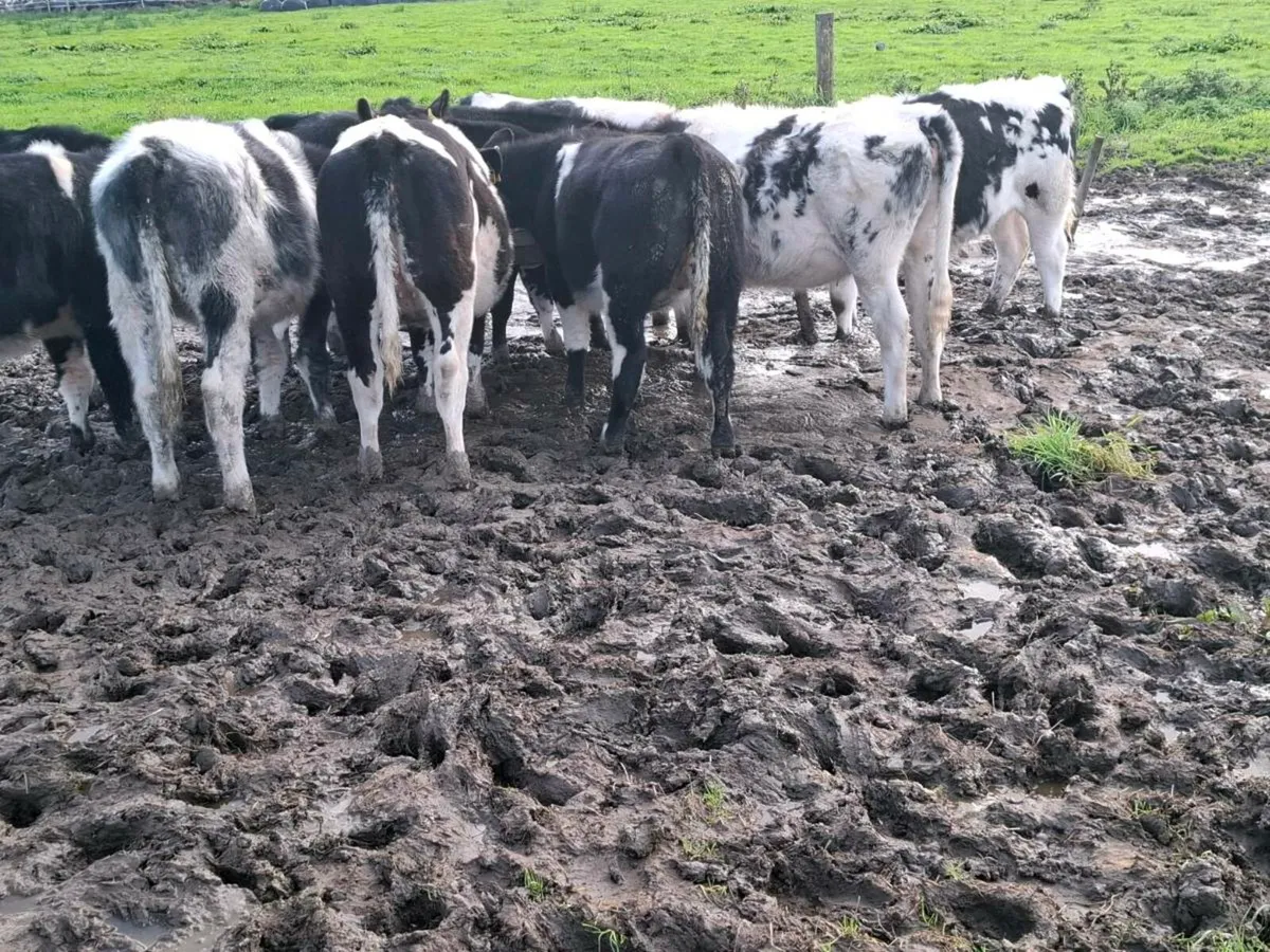 10 AI Bred Blue Heifer Weanlings - Image 2