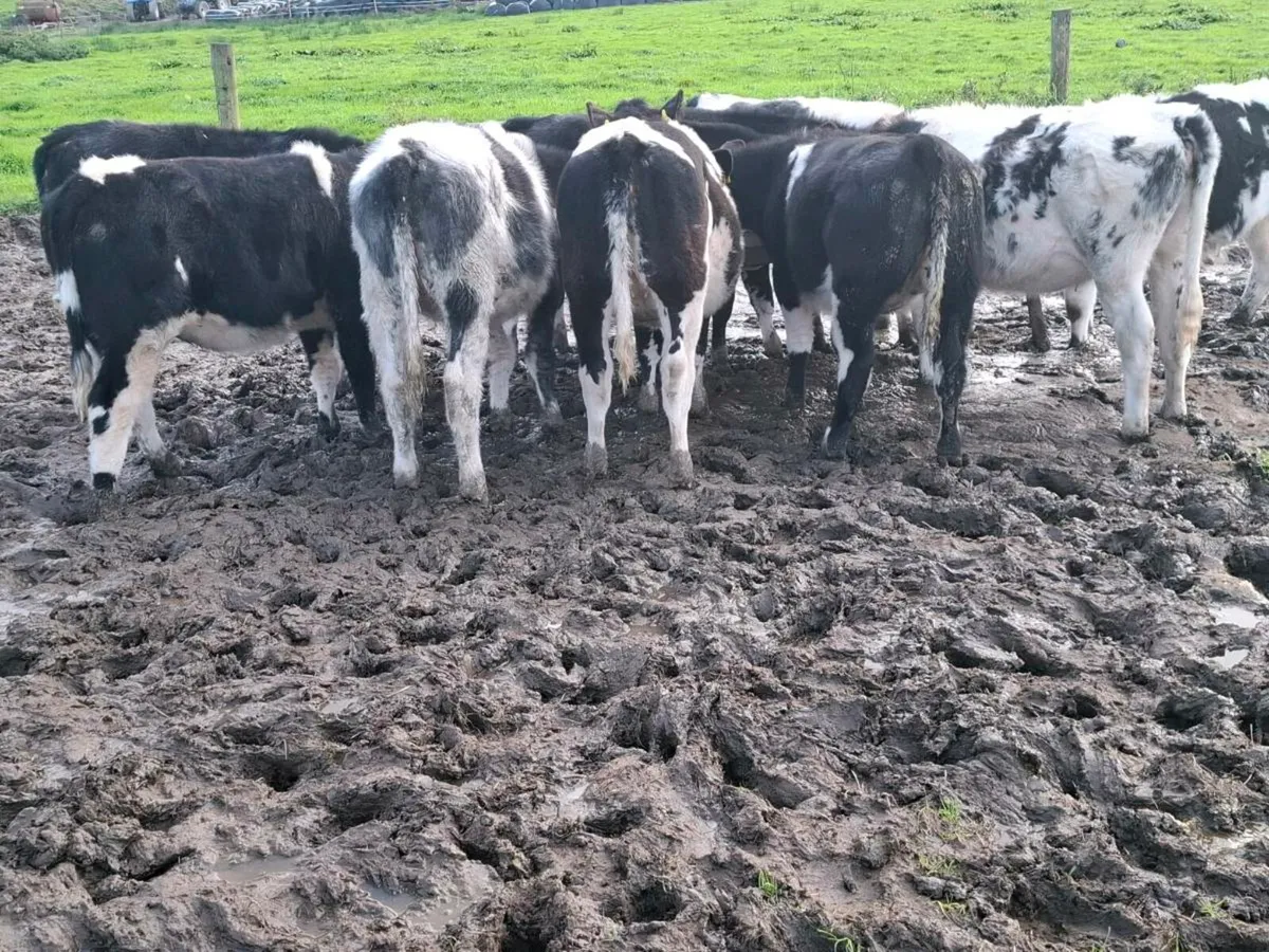 10 AI Bred Blue Heifer Weanlings - Image 3