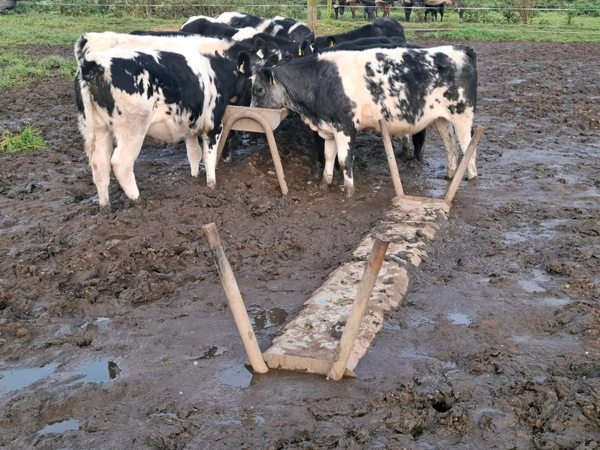 10 AI Bred Blue Heifer Weanlings - Image 4