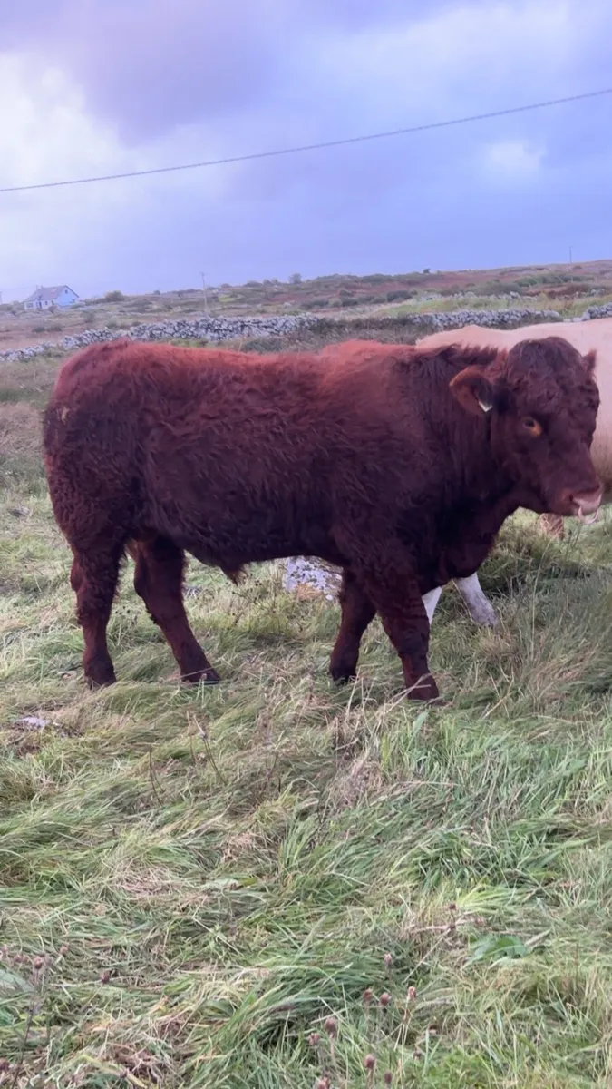 PBR Saler Bull - Image 3